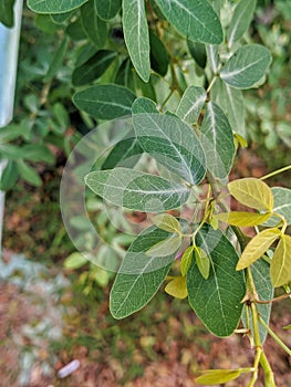 Aged green leaves in the garden