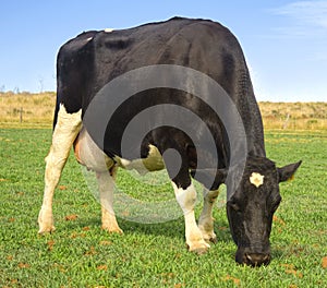 An aged Holstein Dairy Cow