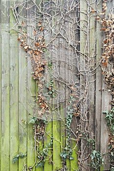 Aged Ivy-hidden green wooden fence texture. Old English textured vertical wood wall surface background pattern with mossy planks