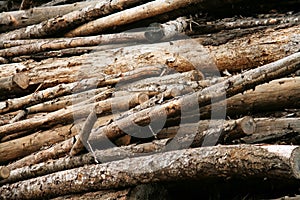 Aged Log Pile