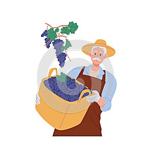 Aged male farmer holding branch of ripe grapes harvest in wicker basket isolated on white background