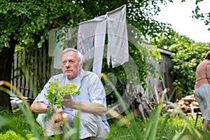 Aged male kneeling in his garden, grasping green lettuce, with white laundry swaying above embodies rural domesticity and health