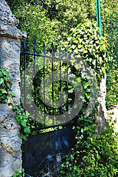 Aged metal gate with green overgrown vines around blocking the entrance