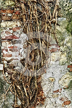 Aged old wall with roots texture background