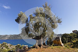 Aged olive tree with Mediterranean scene, Turkey