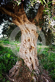 Aged olive tree in Messinia, Greece