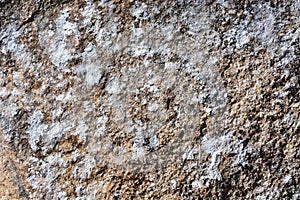 Aged patina and rich texture close-up of tree bark photo