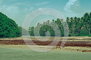 Aged photograph of Manzanilla beach with palm trees and lush rainforest. photo