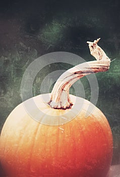 Aged photograph of a perfectly plump orange pumpkin with a curly stem.