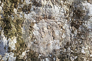 Aged Plane Tree Bark