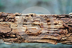 Aged rough piece of an axed tree