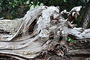 Aged rough piece of an axed tree