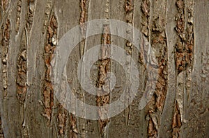 Aged scratch timber background