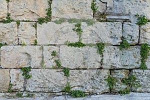 aged stone brick wall with green ivy leaf texture in Matera, Italy as background