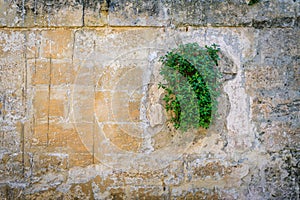 Aged tiled stone wall with green creeper plant with copy space a
