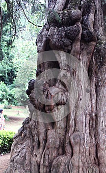 Aged tree skin texture