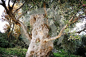 Aged trunk of an olive tree in Peloponnese, Greece