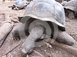 Aged Turtle