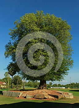 An aged very old tamarind tree.