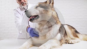 Aged vet doctor listening dog heart by stethoscope in clinic