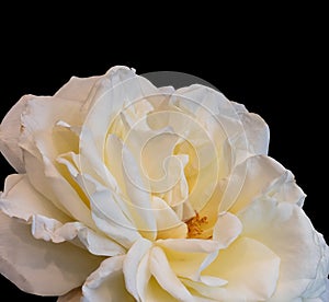 Aged white yellow rose blossom macro, black background, fine art still life close-up of a single bloom