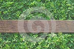 Aged wood plank on green grassy background.Old wooden plates on the lawn Background, lawn decoration equipment.Scissors to cut