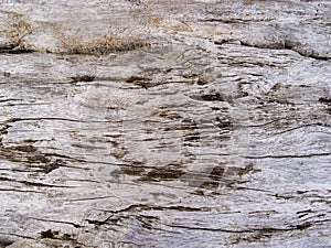 Aged wooden texture closeup. Raw timber with grungy cracks. Natural surface for vintage background