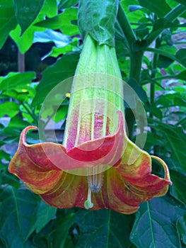 Ageing Brugmansia Sanguinea / Angel`s Trumpet