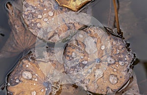 Ageing Lotus Leaves with Rain Drops