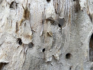 Ageing Tree Bark