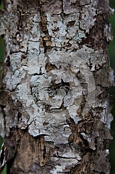 Ageing tree bark
