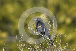 Agelaius phoeniceus, red-winged blackbird photo