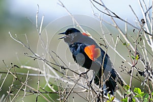 Agelaius phoeniceus, red-winged blackbird photo