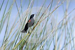 Agelaius phoeniceus, red-winged blackbird