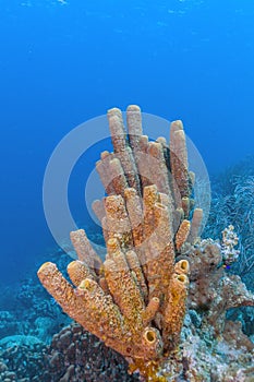 Agelas conifera, brown tube sponge photo