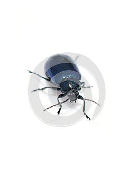 Agelastica alni blue alder leaf beetle