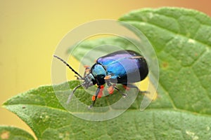 Agelastica alni insect on a leaf