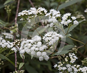 Ageratina adenophora