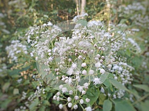 Ageratina altissima white flowers in the forest photo