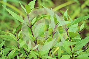 Ageratina riparia (mistflower, creeping croftonweed, mistflower, river-eupatorium)