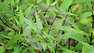 Ageratina riparia (mistflower, creeping croftonweed, mistflower, river-eupatorium)