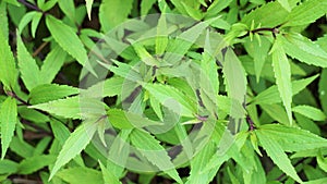 Ageratina riparia (mistflower, creeping croftonweed, mistflower, river-eupatorium)