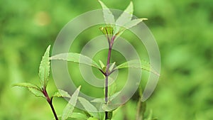 Ageratina riparia (mistflower, creeping croftonweed, mistflower, river-eupatorium)