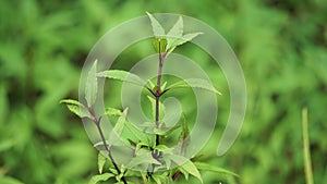 Ageratina riparia (mistflower, creeping croftonweed, mistflower, river-eupatorium)