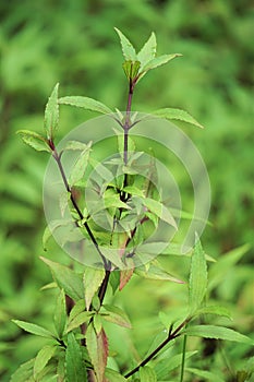 Ageratina riparia (mistflower, creeping croftonweed, mistflower, river-eupatorium)