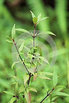 Ageratina riparia (mistflower, creeping croftonweed, mistflower, river-eupatorium)