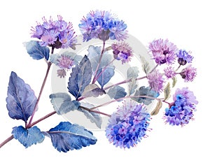 Ageratum colorful flower watercolor isolated on white background