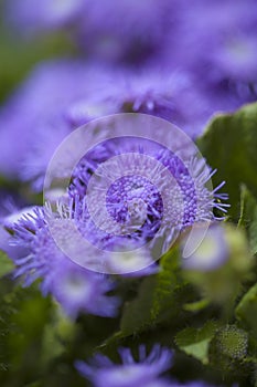 Ageratum conyzoides, billygoat-weed