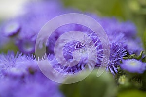 Ageratum conyzoides, billygoat-weed photo