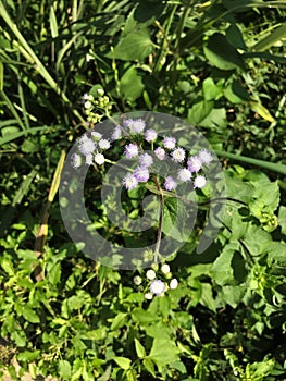 Ageratum conyzoides or Billygoat weed or Chick weed or Goatweed or Whiteweed flower. photo